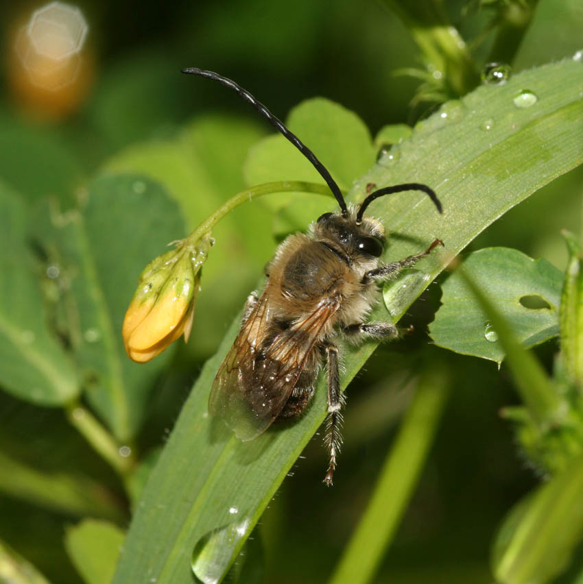 Eucera sp.: maschio dalle lunghe corna.